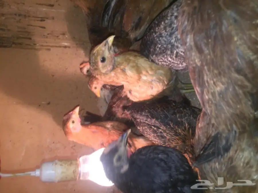 صيصان بلدي - طعم البيت الأصيل! (image 8)