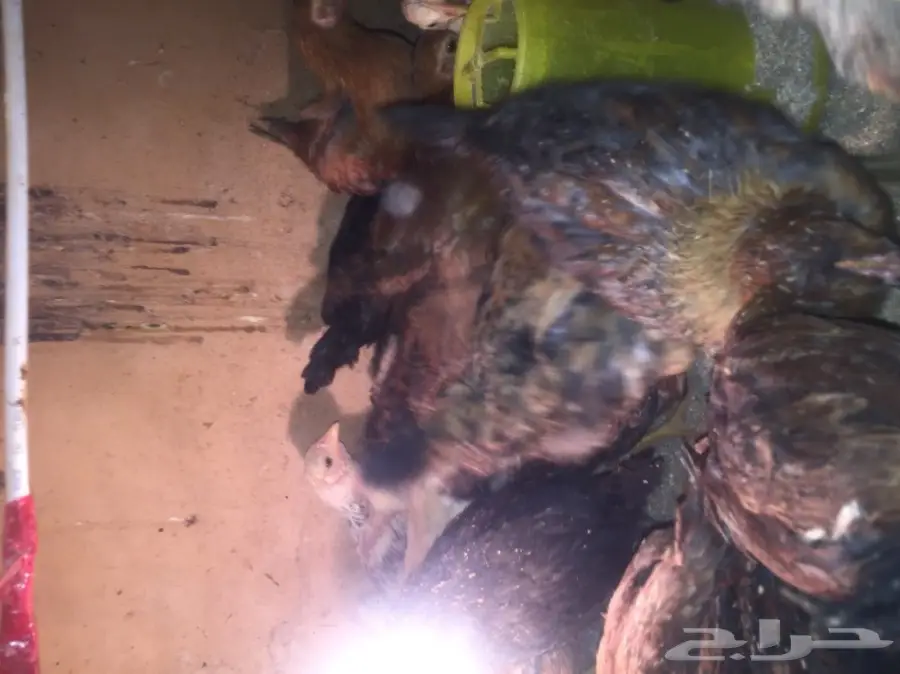 صيصان بلدي - طعم البيت الأصيل! (image 9)