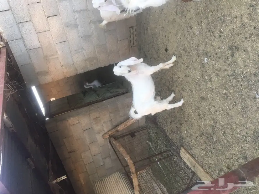 تيس ابيض للبيع (image 1)