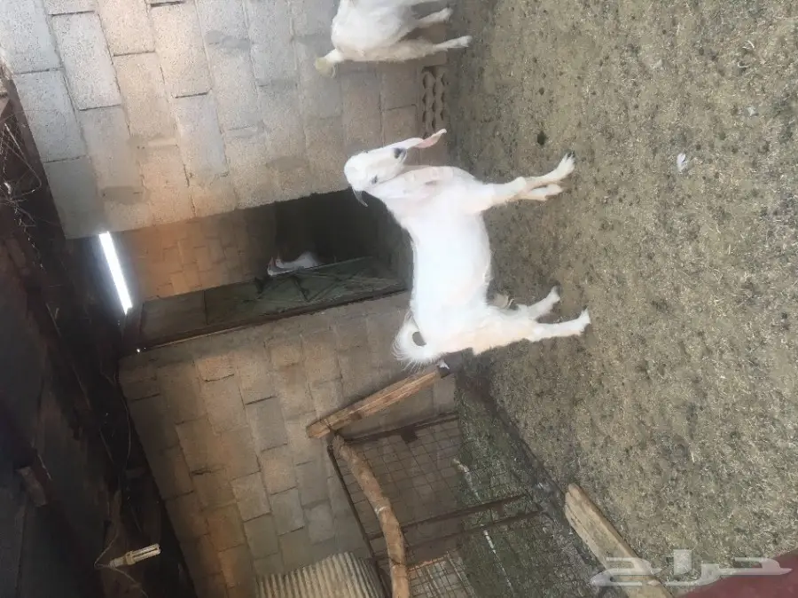 تيس ابيض للبيع (image 2)