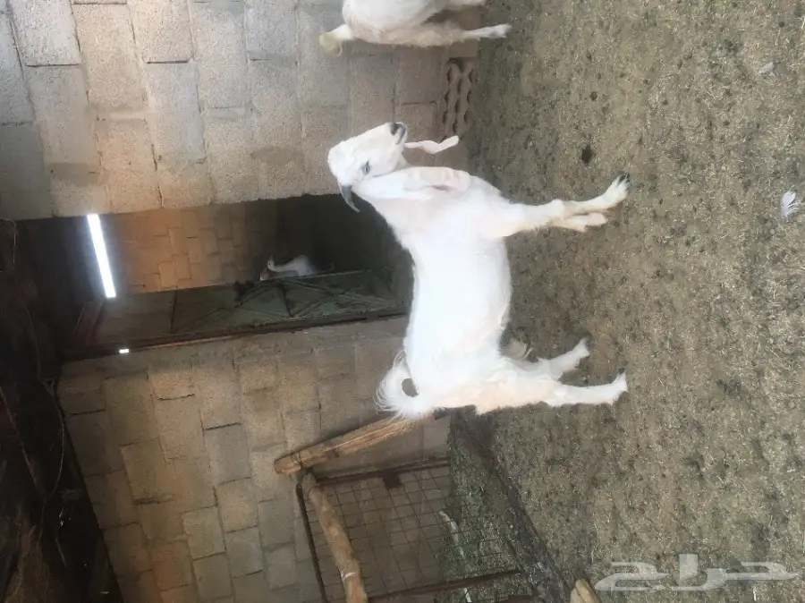 تيس ابيض للبيع (image 3)