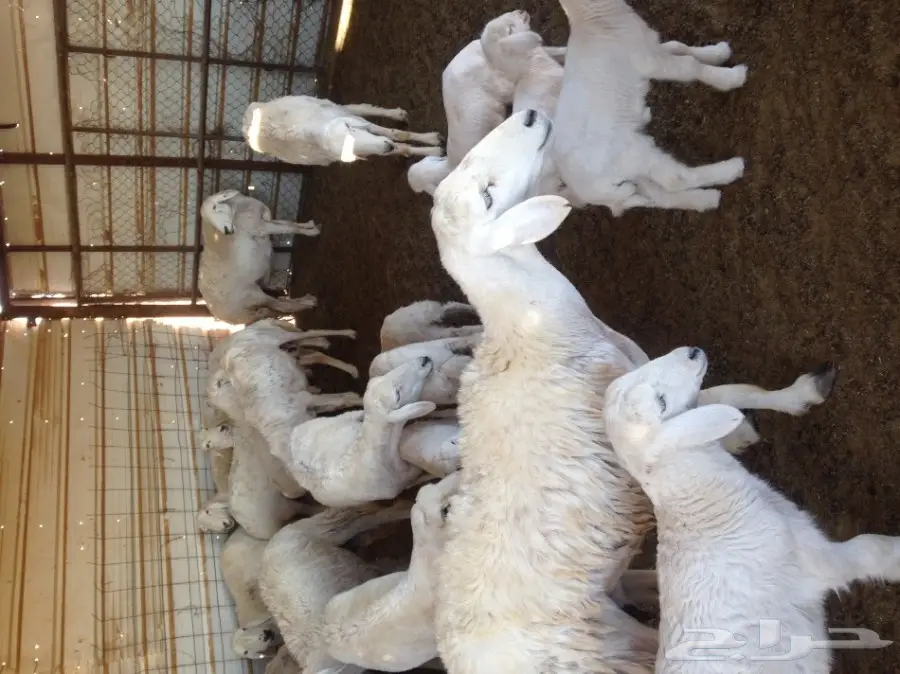 غنم حرية ولد للبيع  العدد 16