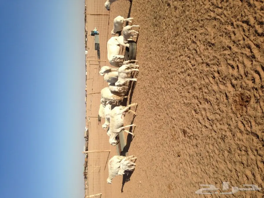 غنم حرية ولد للبيع  العدد 16 (image 1)