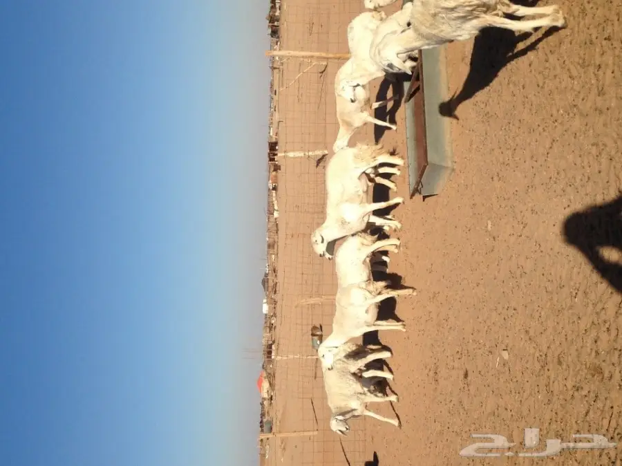 غنم حرية ولد للبيع  العدد 16 (image 2)