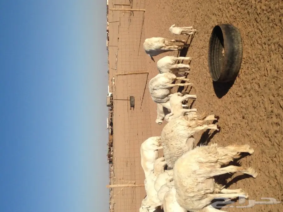 غنم حرية ولد للبيع  العدد 16 (image 3)