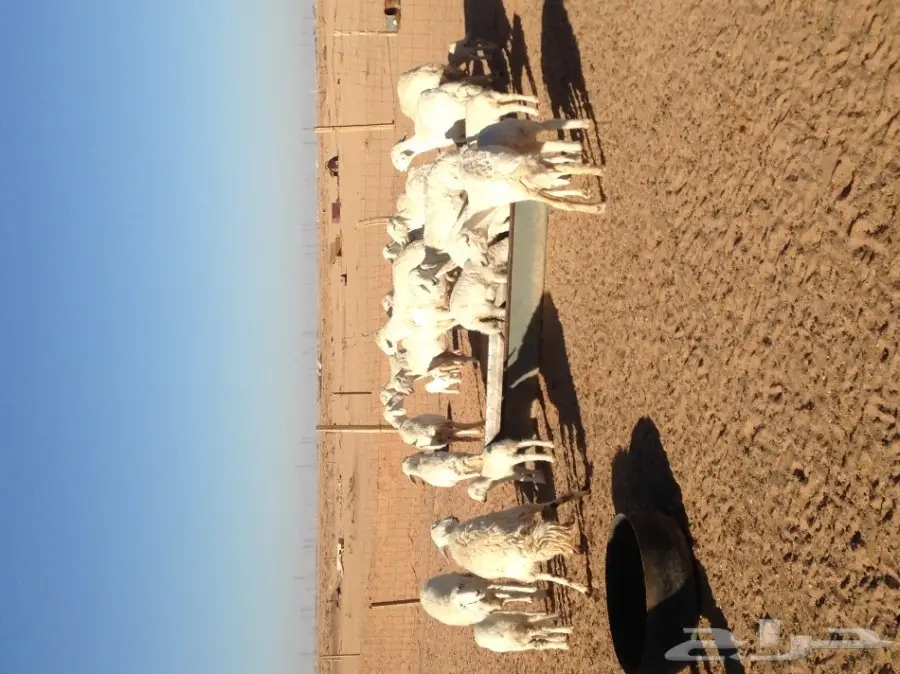 غنم حرية ولد للبيع  العدد 16 (image 4)