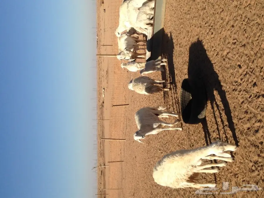 غنم حرية ولد للبيع  العدد 16 (image 5)