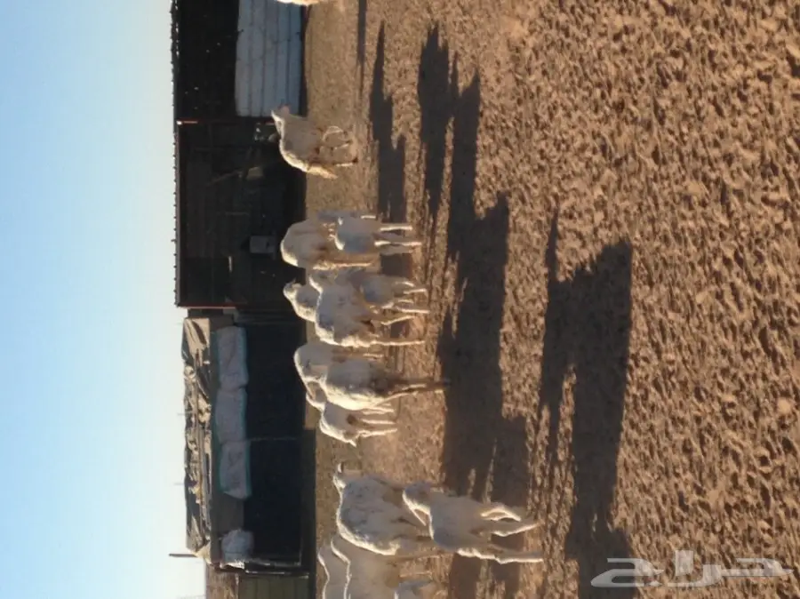 غنم حرية ولد للبيع  العدد 16 (image 6)