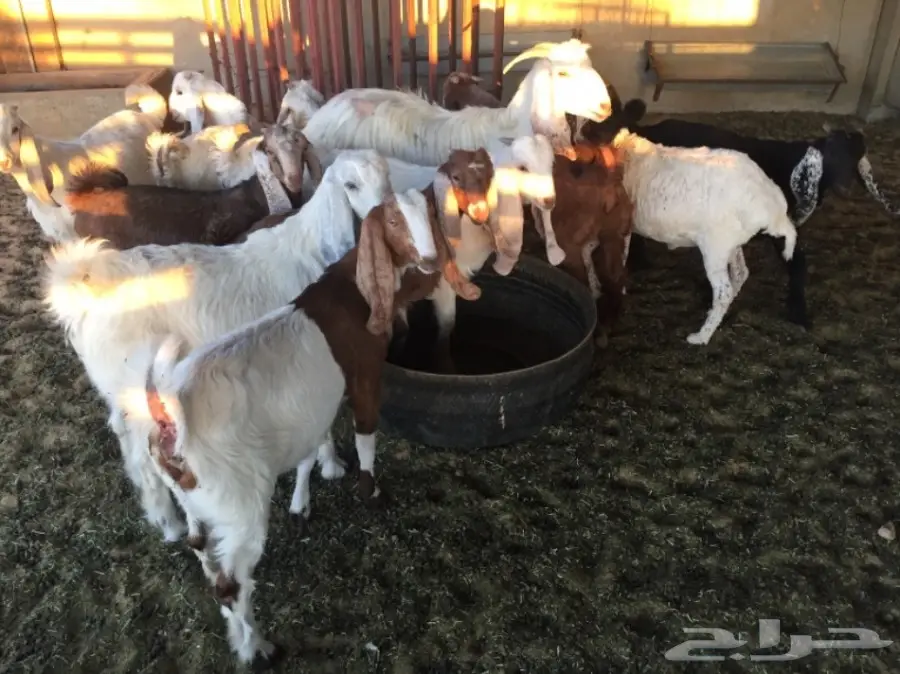 تيوس عازل مميز - من بيت أمهاته