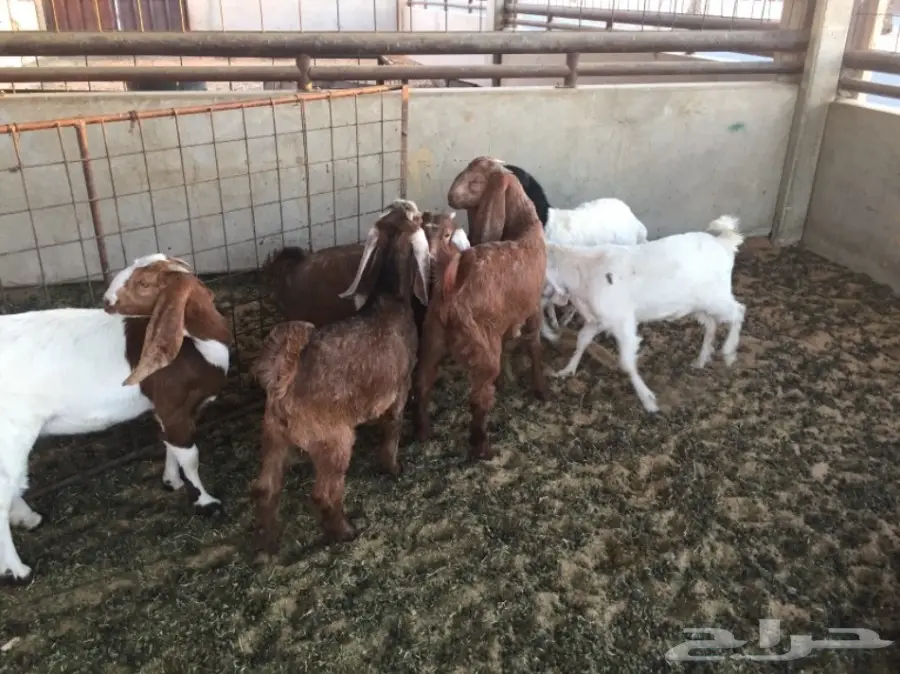 تيوس عازل مميز - من بيت أمهاته (image 3)