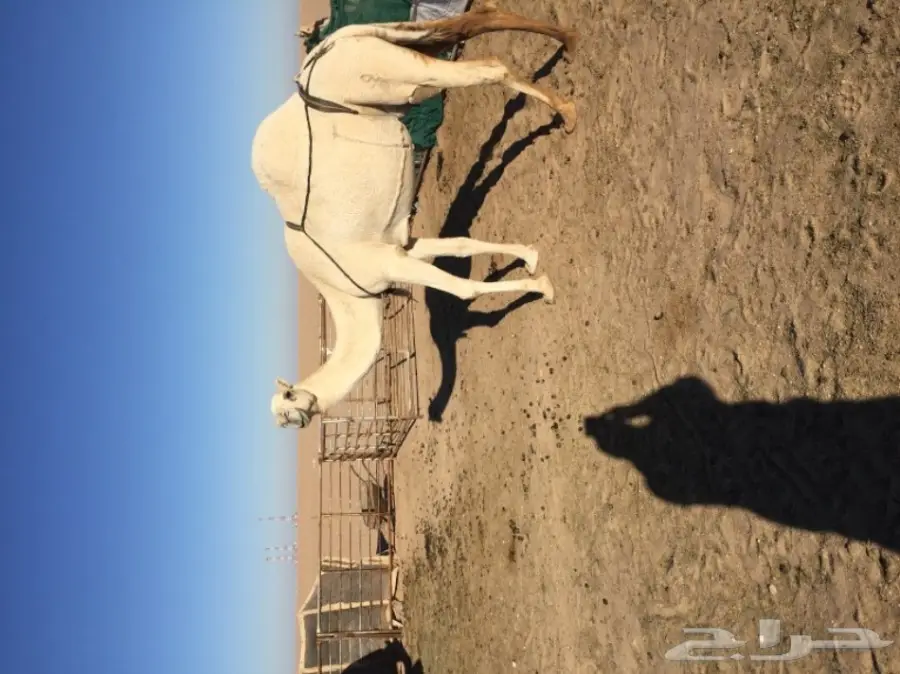 معشر وضحي للبيع