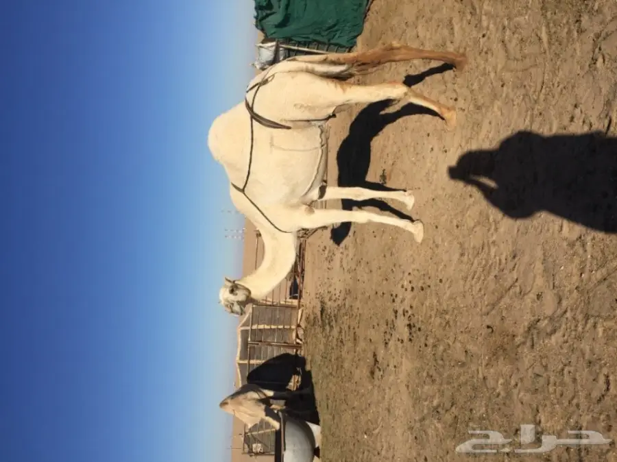 معشر وضحي للبيع (image 1)