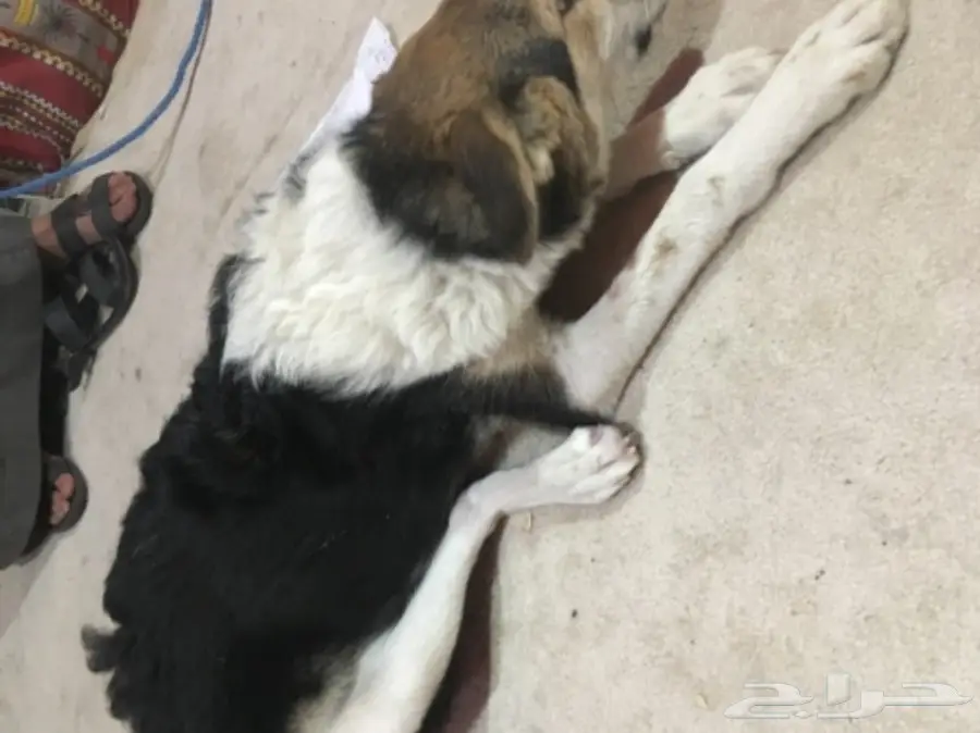 الكلب اليف (image 1)