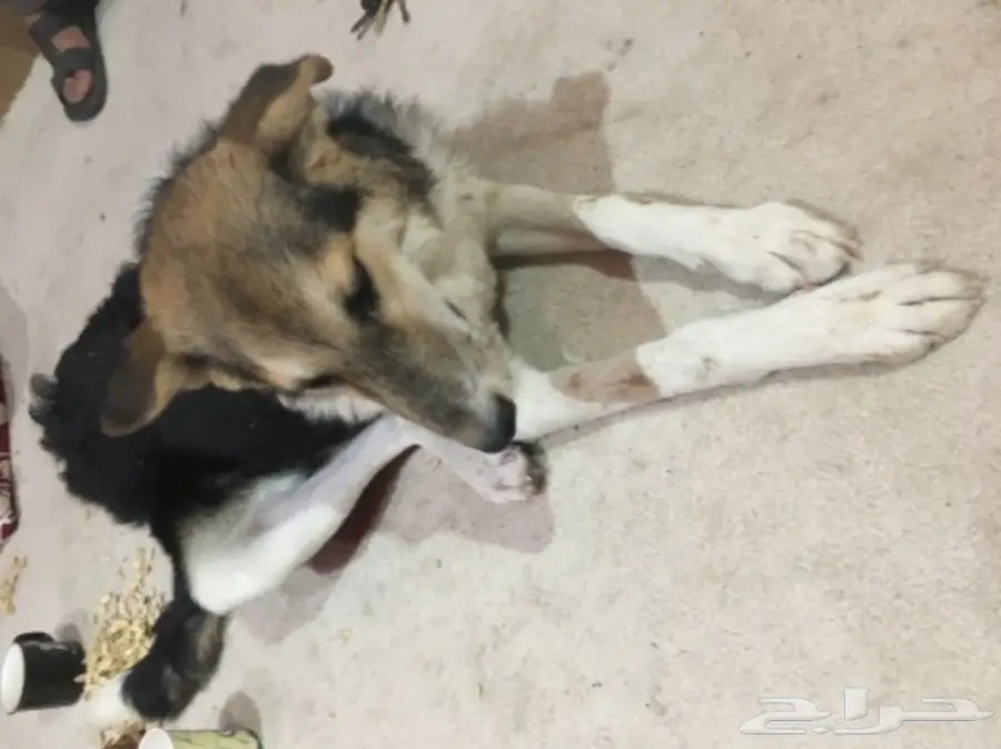 الكلب اليف (image 2)