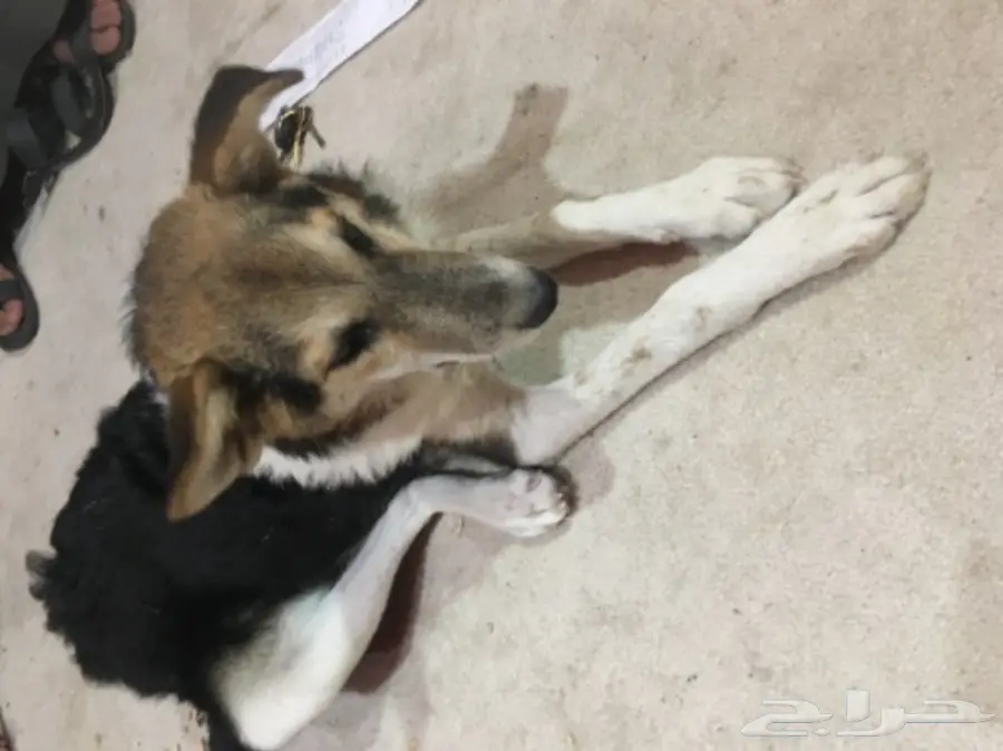 الكلب اليف (image 3)