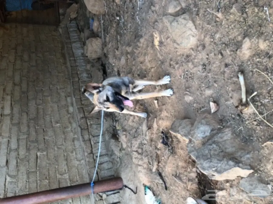 ذيب عربي أصيل - صغار فريدة للبيع (image 3)