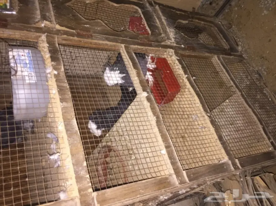 زوج بولهد بخاره Top