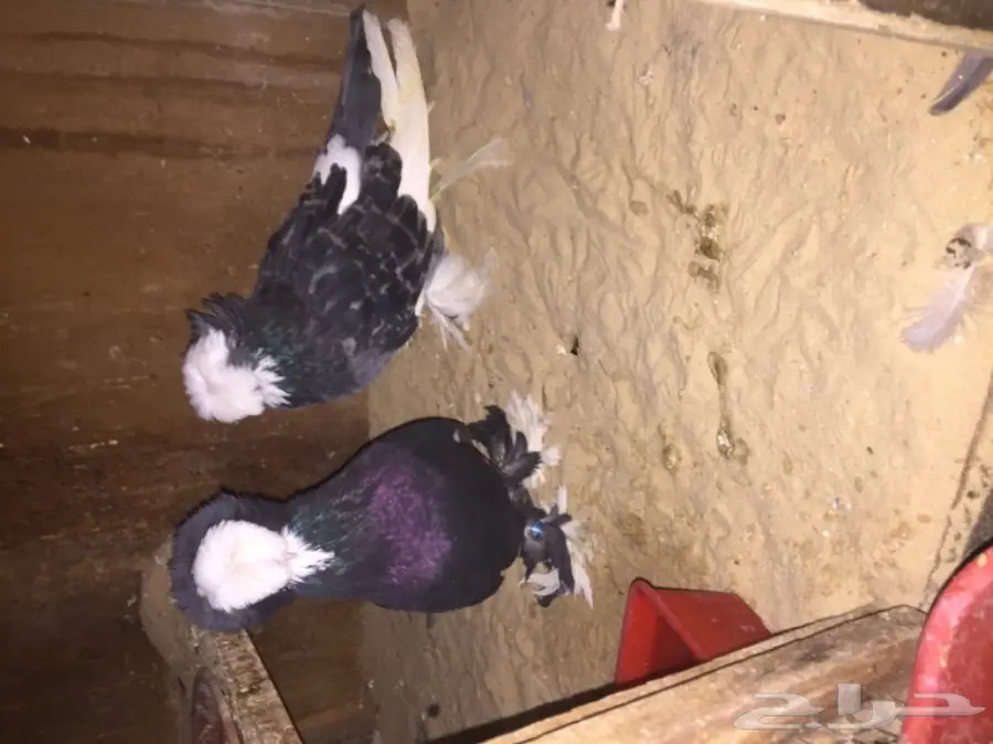 زوج بولهد بخاره Top (image 1)