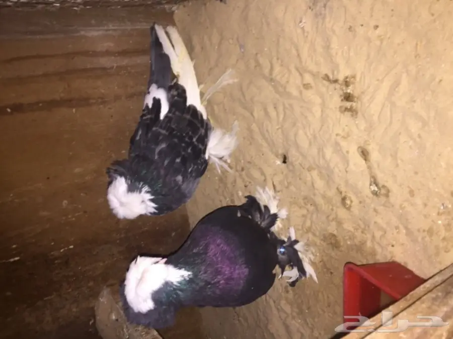 زوج بولهد بخاره Top (image 2)