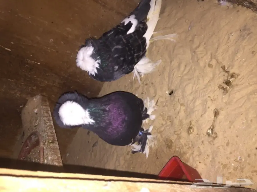 زوج بولهد بخاره Top (image 3)