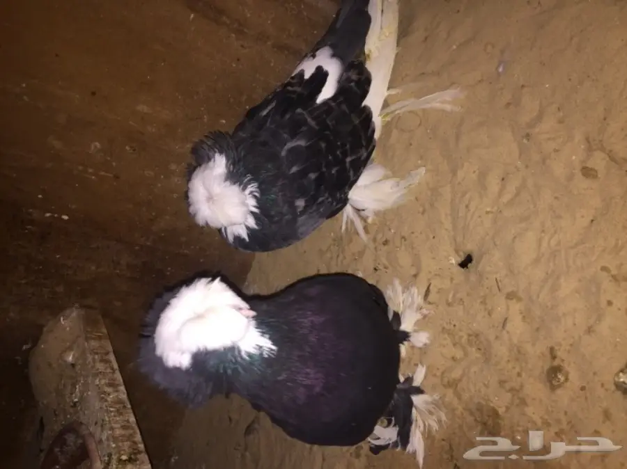 زوج بولهد بخاره Top (image 4)