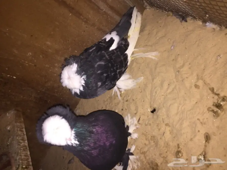 زوج بولهد بخاره Top (image 5)