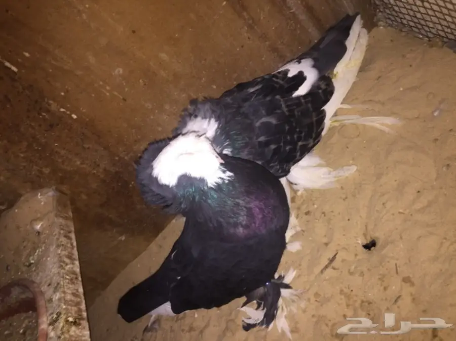 زوج بولهد بخاره Top (image 6)