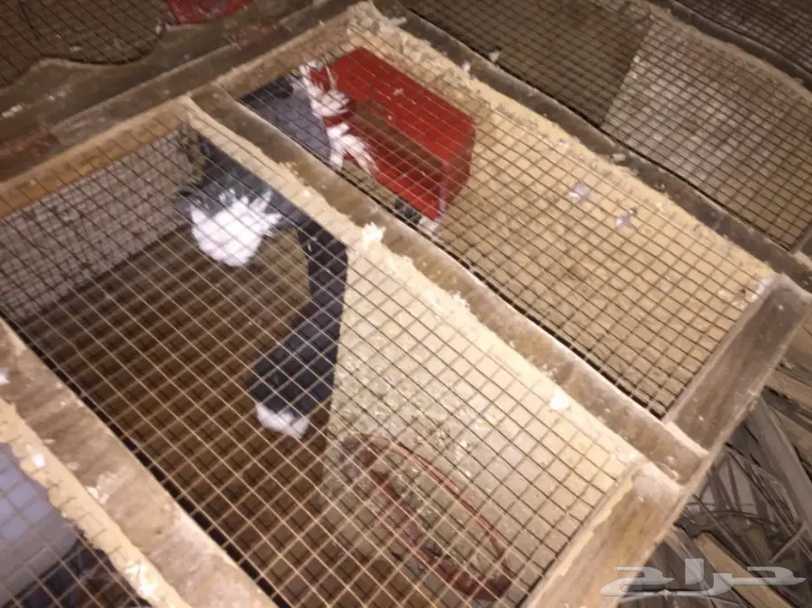 زوج بولهد بخاره Top (image 7)