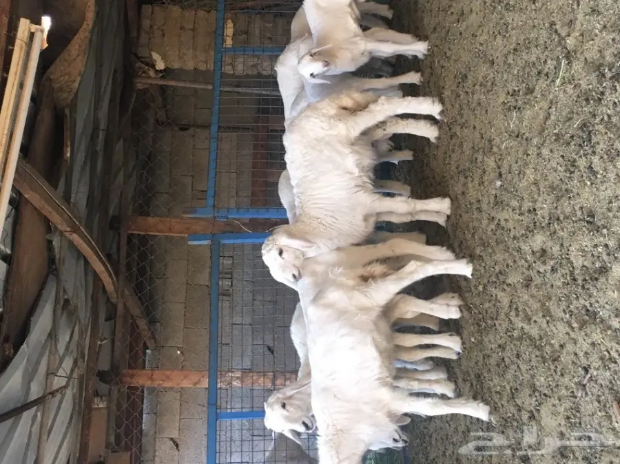 نعاج حريات 15 تحتها 15