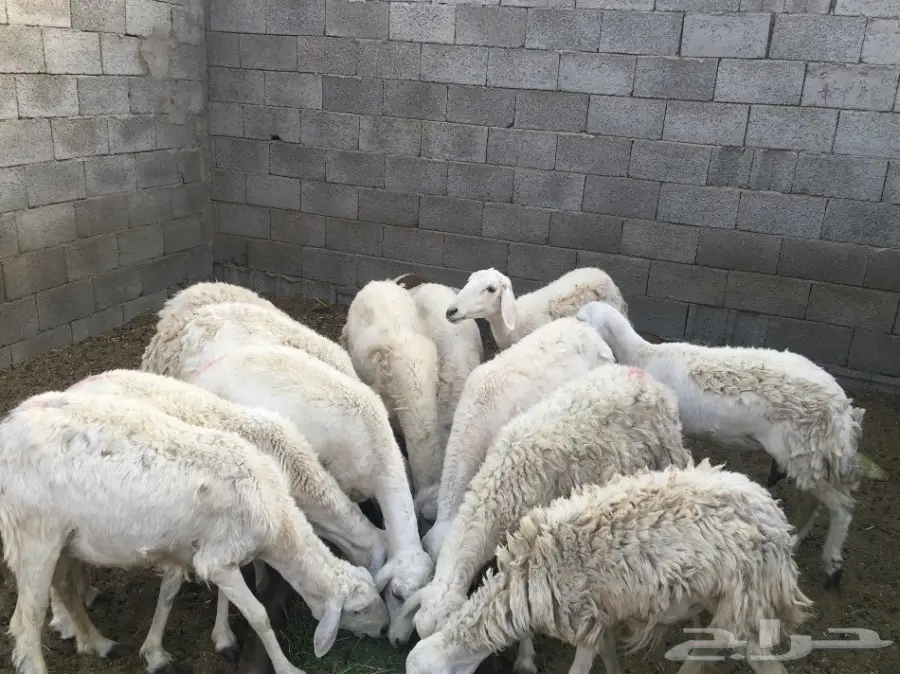 نعاج حريات 15 تحتها 15 (image 2)