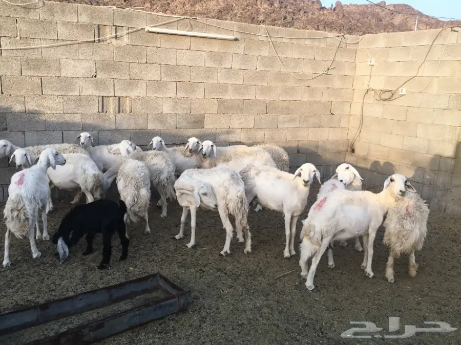 نعاج حريات 15 تحتها 15 (image 3)