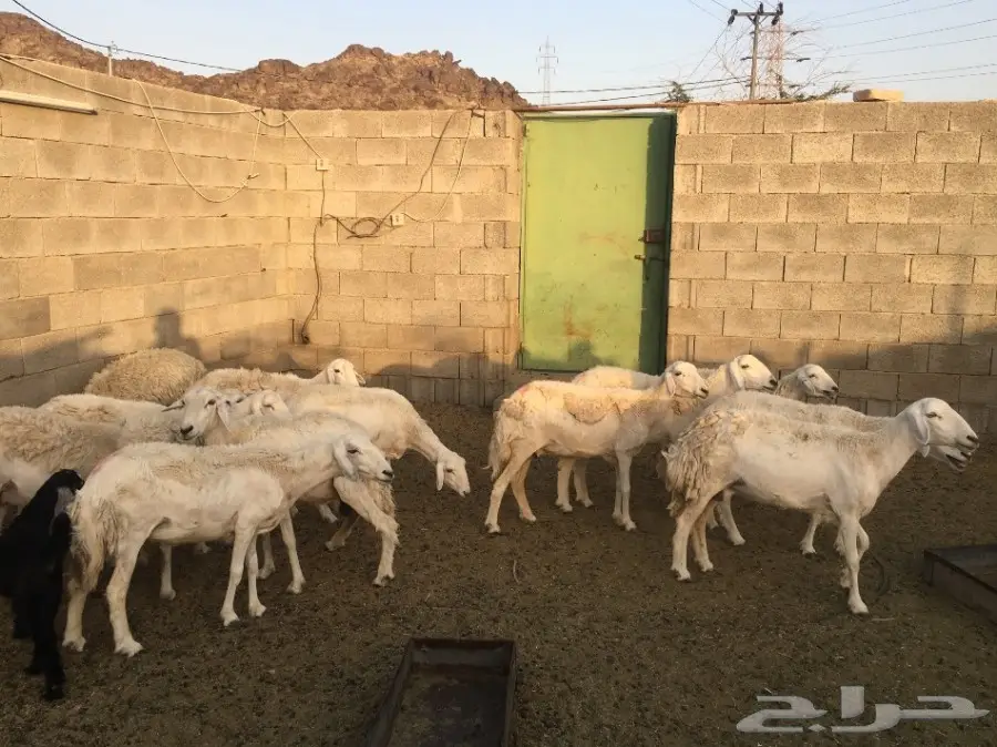 نعاج حريات 15 تحتها 15 (image 4)