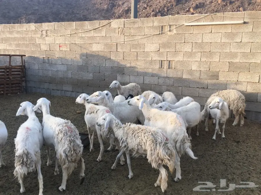 نعاج حريات 15 تحتها 15 (image 5)