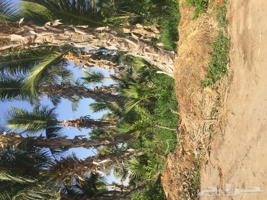 شتلات زراعية ونباتات زينة ونجيلة طبيعية للبيع