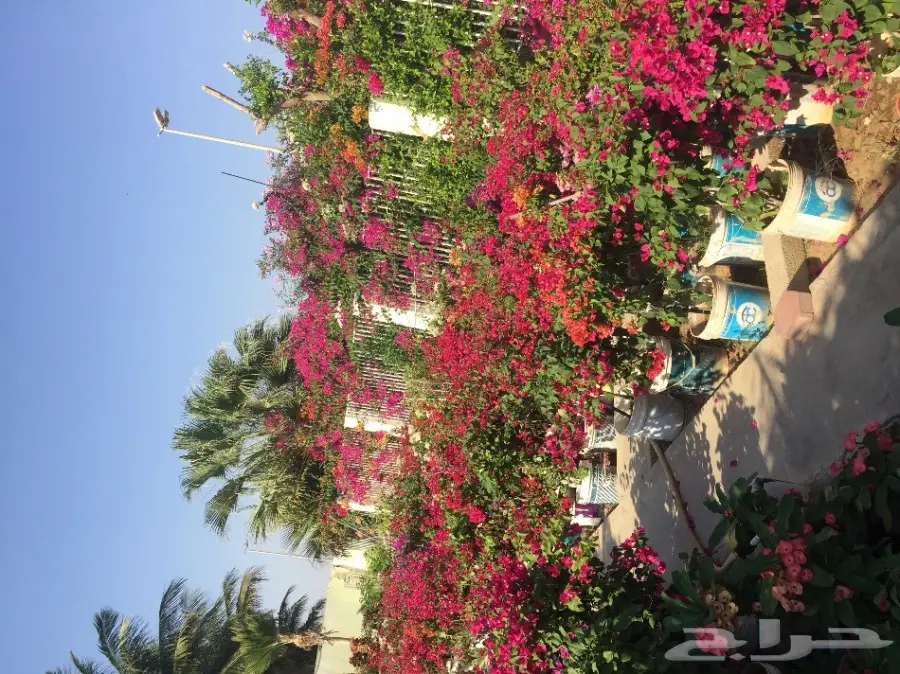 شتلات زراعية ونباتات زينة ونجيلة طبيعية للبيع (image 2)