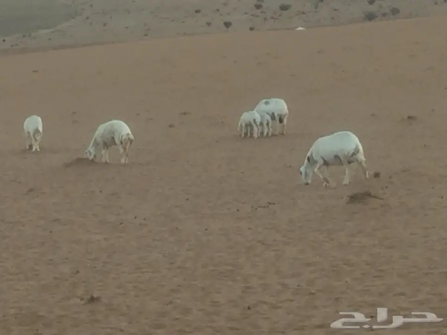  اغنام (image 5)
