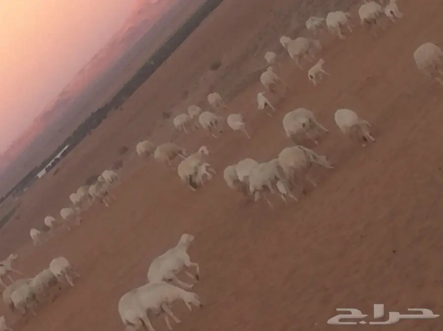  اغنام (image 6)