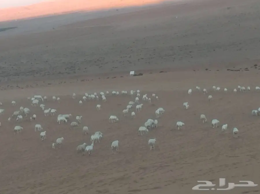  اغنام (image 7)