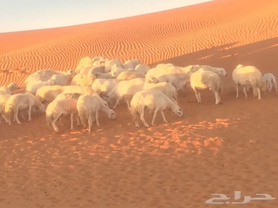  اغنام (image 9)