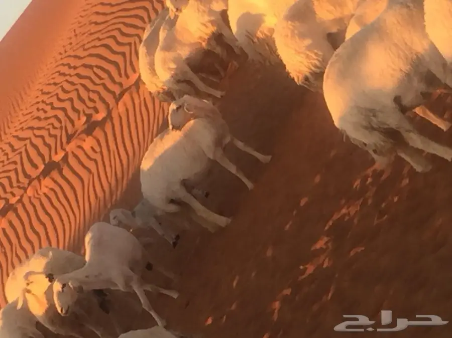  اغنام (image 10)
