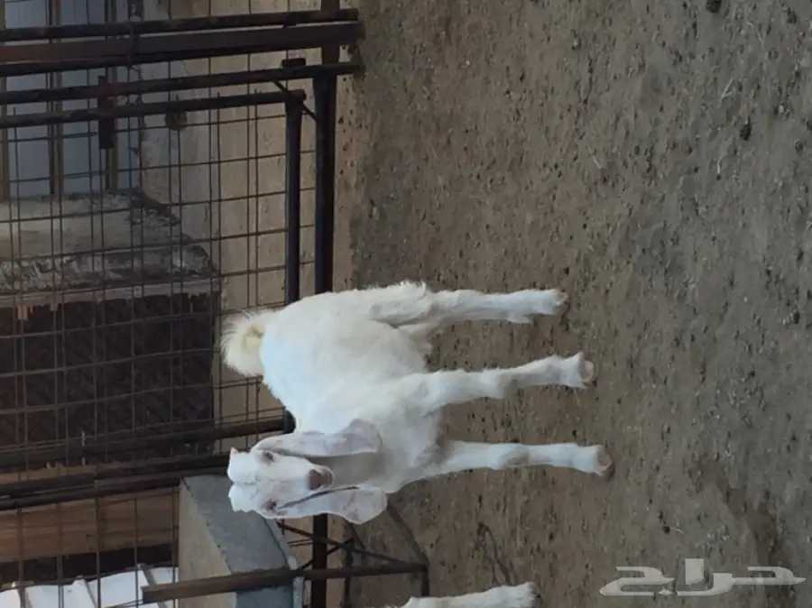 تيوس نظيفه (image 1)