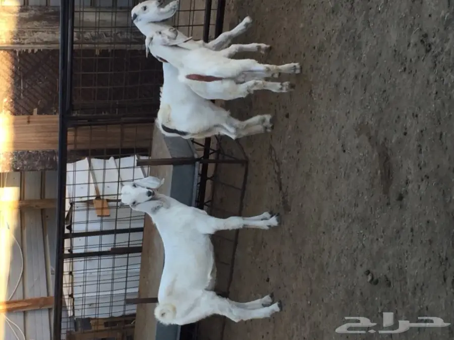 تيوس نظيفه (image 2)