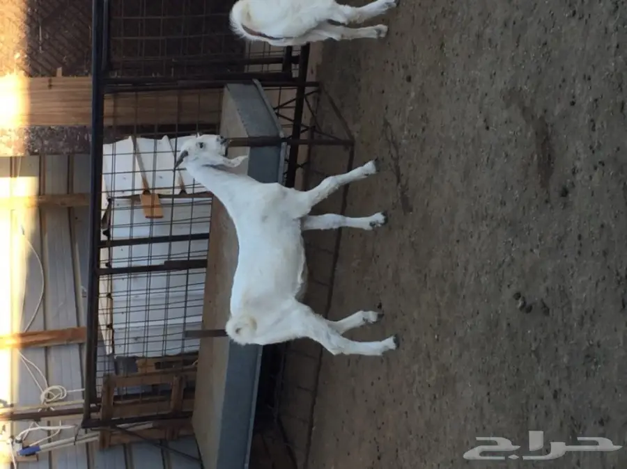 تيوس نظيفه (image 3)