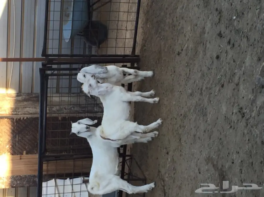 تيوس نظيفه (image 4)