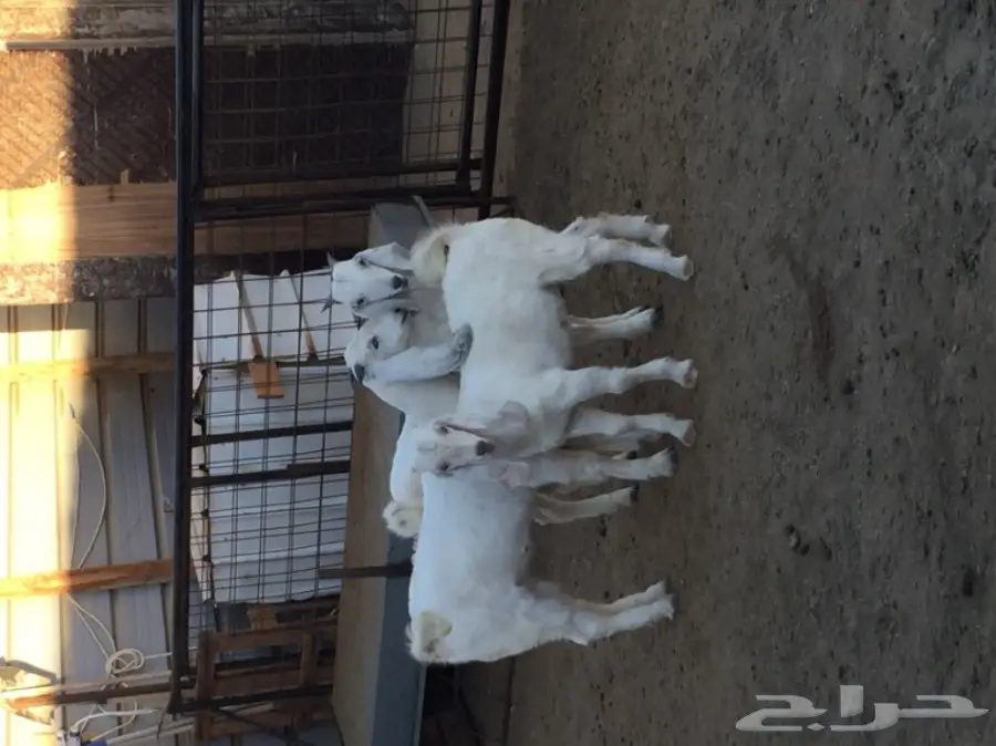 تيوس نظيفه (image 5)