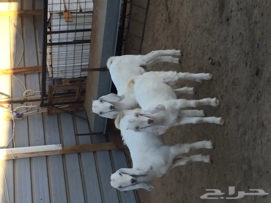 تيوس نظيفه (image 6)