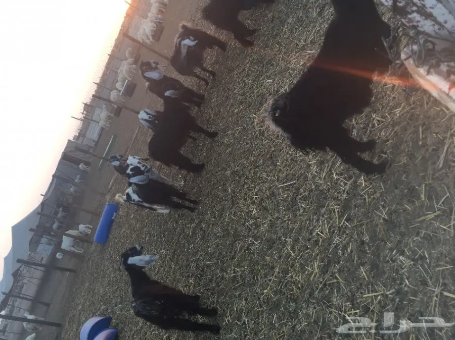 للبيع معزاء عوارض