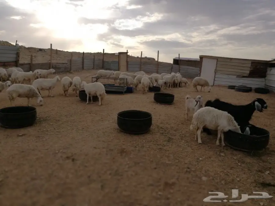 غنم حريات (حبص) جروم وحرش (image 3)