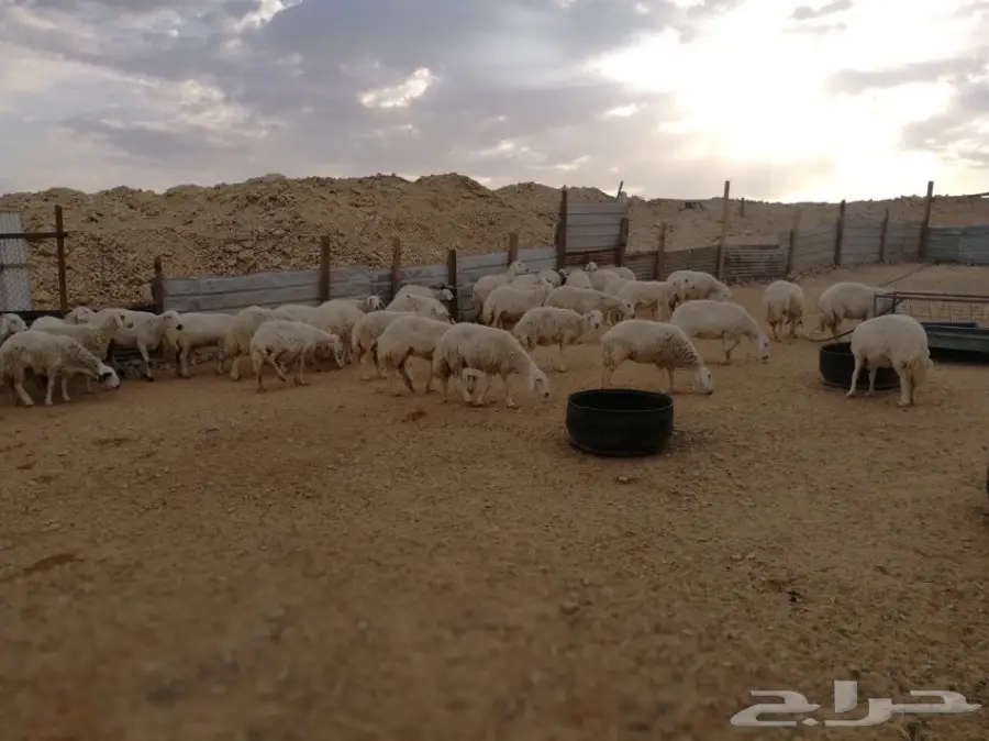 غنم حريات (حبص) جروم وحرش (image 4)