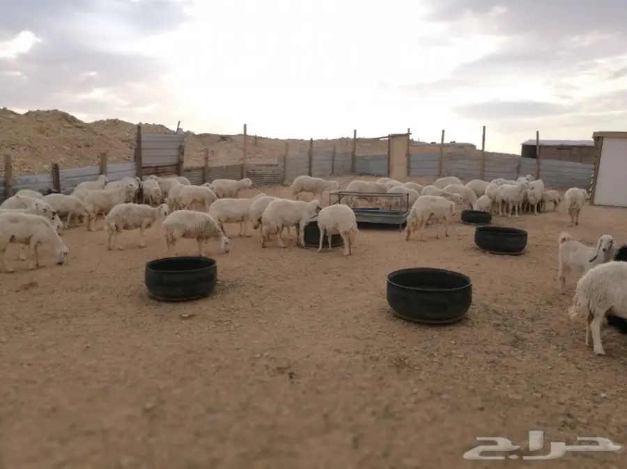 غنم حريات (حبص) جروم وحرش (image 5)